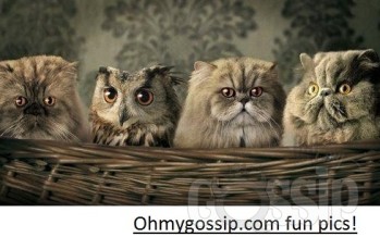 Ohmygossip.com fun pics! Vol3 (Read: Lol3)