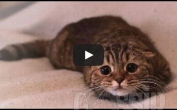 Video: Cute cats feel guilty
