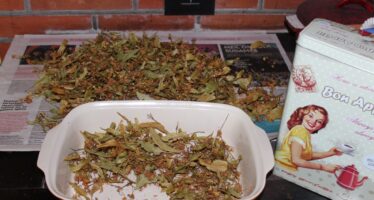 Helena-Reet: Growing, collecting and drying herbs for the winter + a LITTLE guide to the effect of various herbal teas!